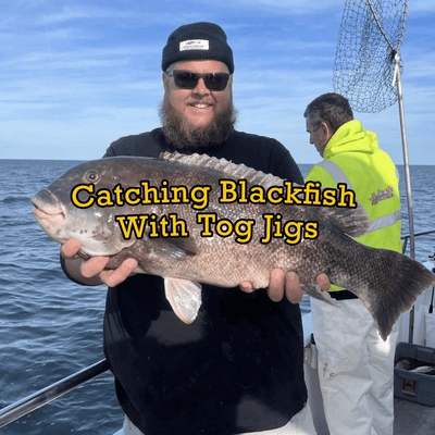 Catching Blackfish With Tog Jigs