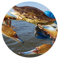 Crabbing | Clamming