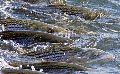 Cortland Striped Bass Blitz