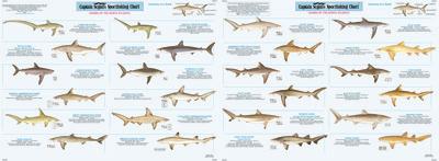 Capt Segull's Sharks Of The North Atlantic Chart - 653210101687